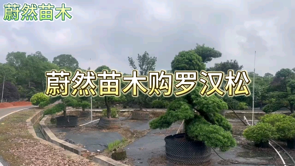 蔚然苗木购罗汉松 #造型罗汉松 #苗圃基地 #园林绿化#别墅庭院植物