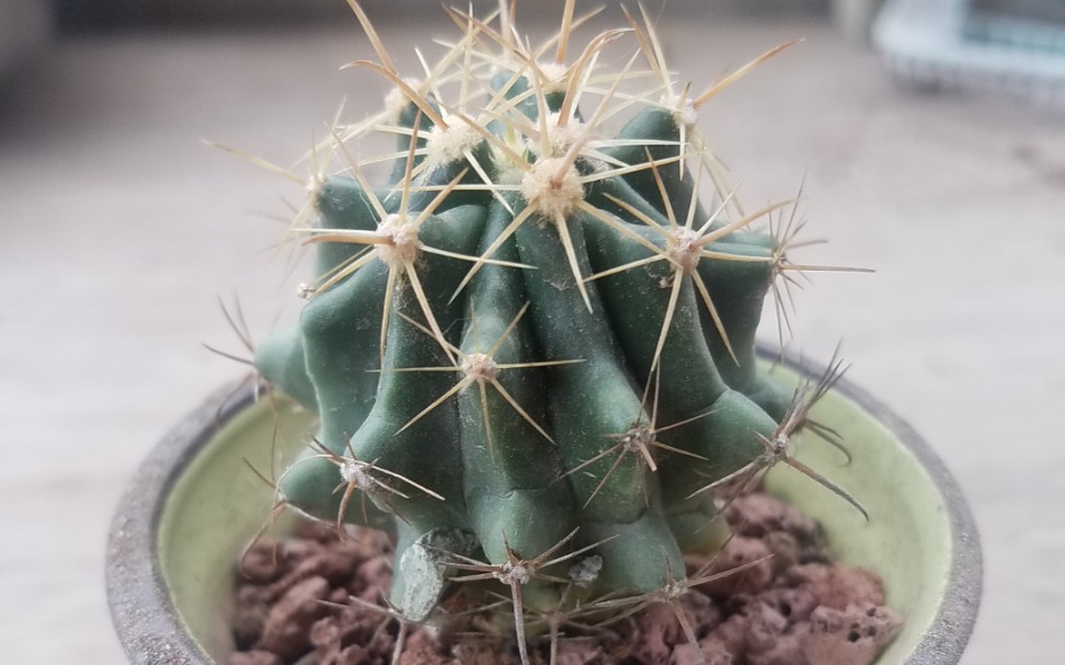 仙人球巨鹫玉换盆50颗粒30泥炭土20椰糠生长良好