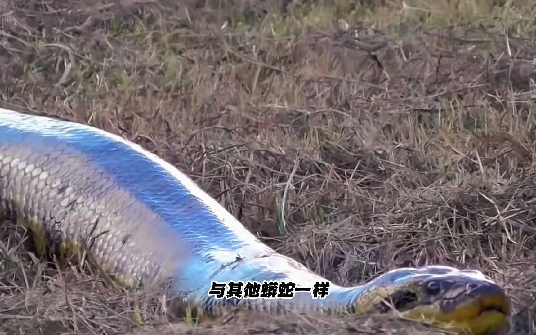 你从未见过的10种超级大的蛇