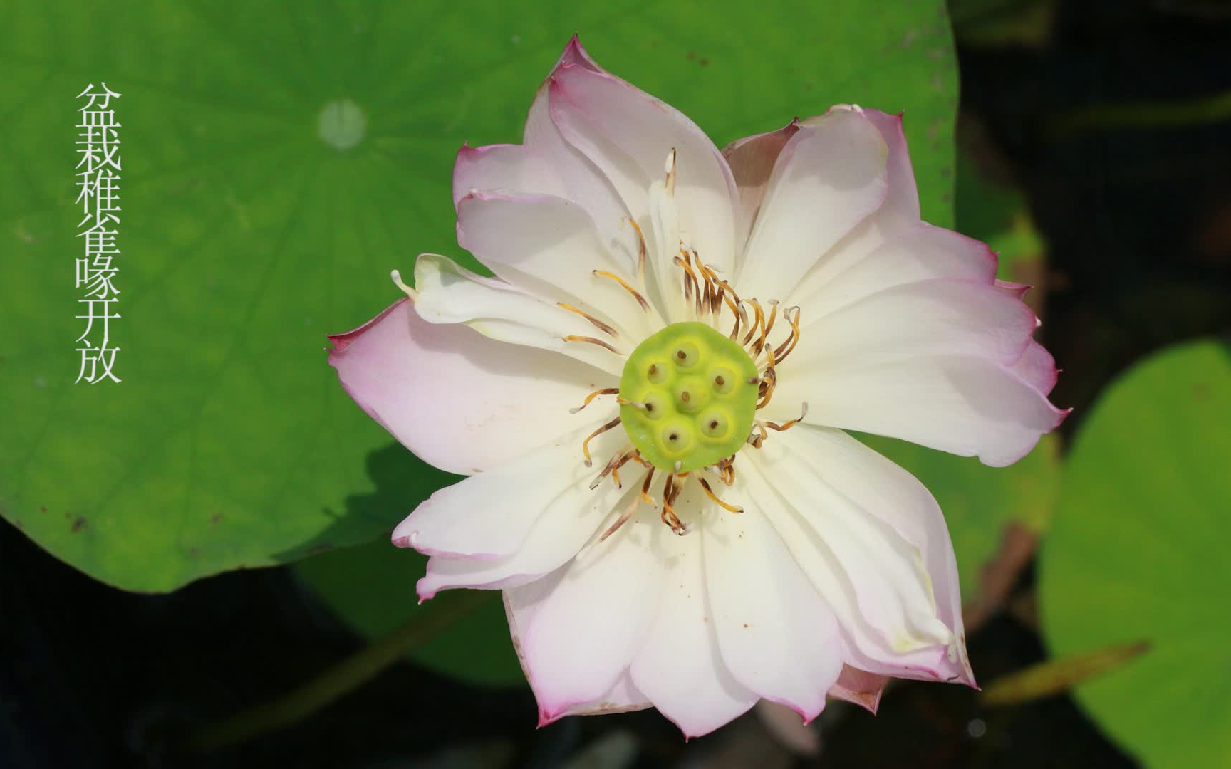 稚雀喙碗莲种植