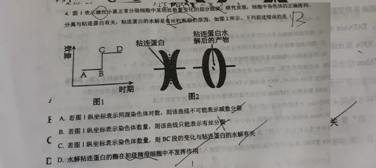 高一生物遗传着丝粒分裂讲解哔哩哔哩bilibili