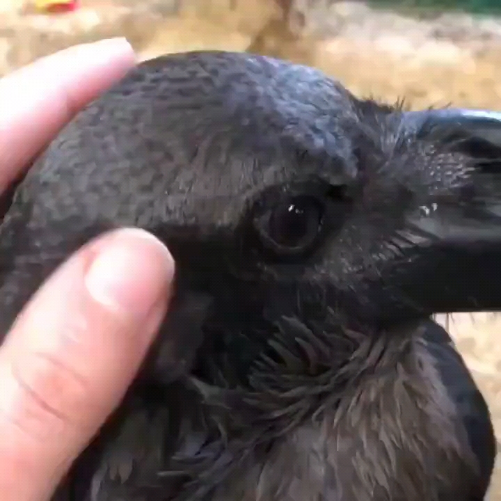 以防你们没见过乌鸦的耳朵