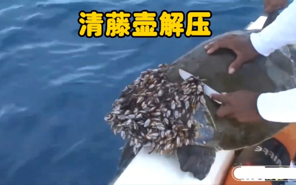 给海龟清理藤壶,超级解压
