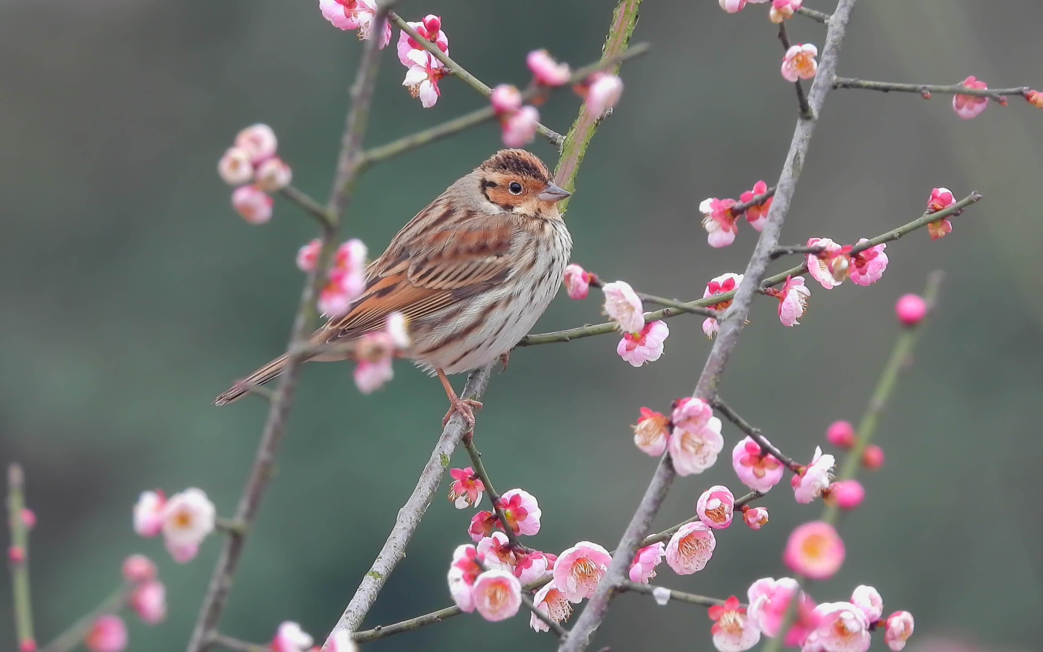 [图]红梅花开蜜蜂采花蜜，梅花树上漂亮的小鹀鸟