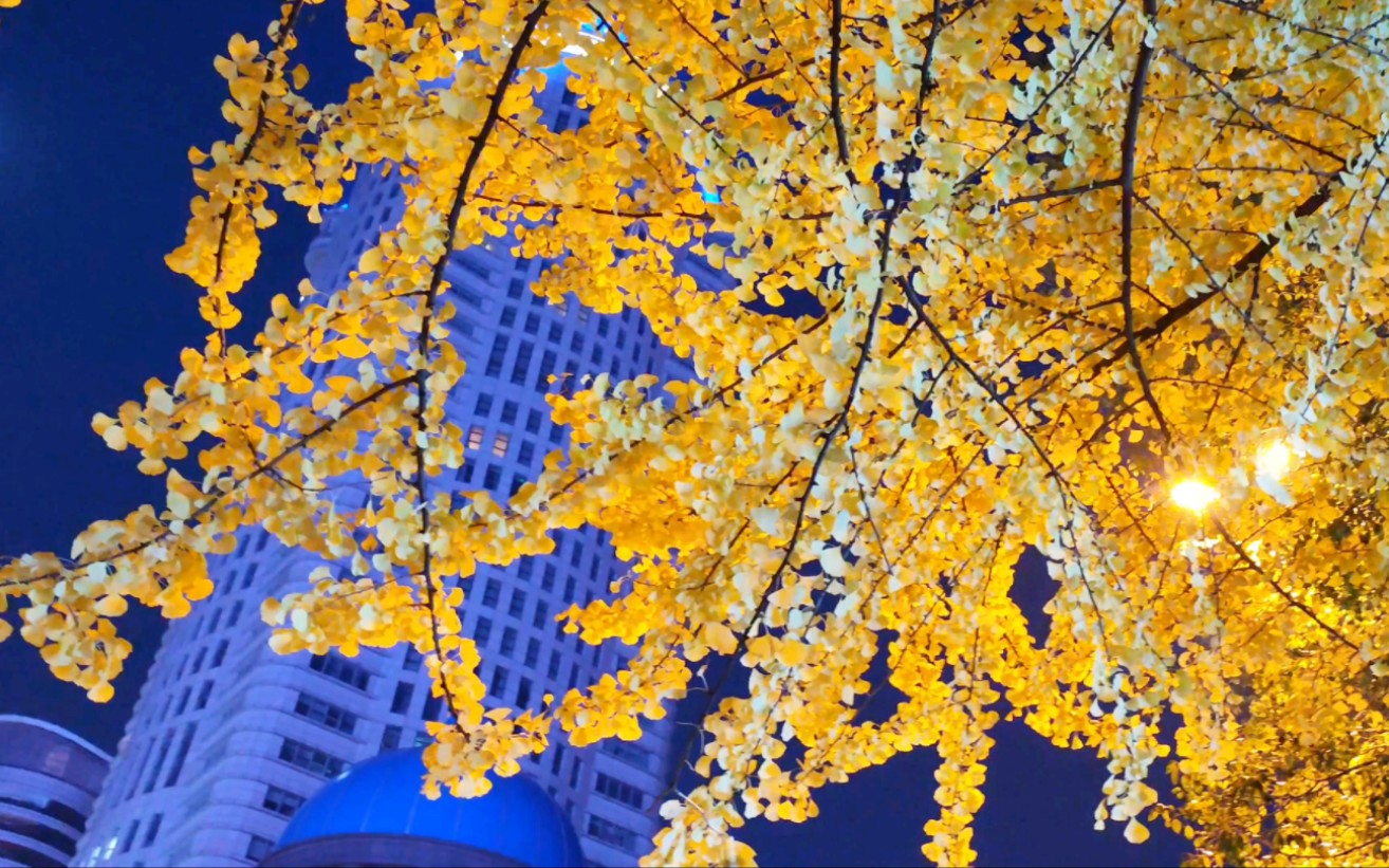 小米12su拍风景.