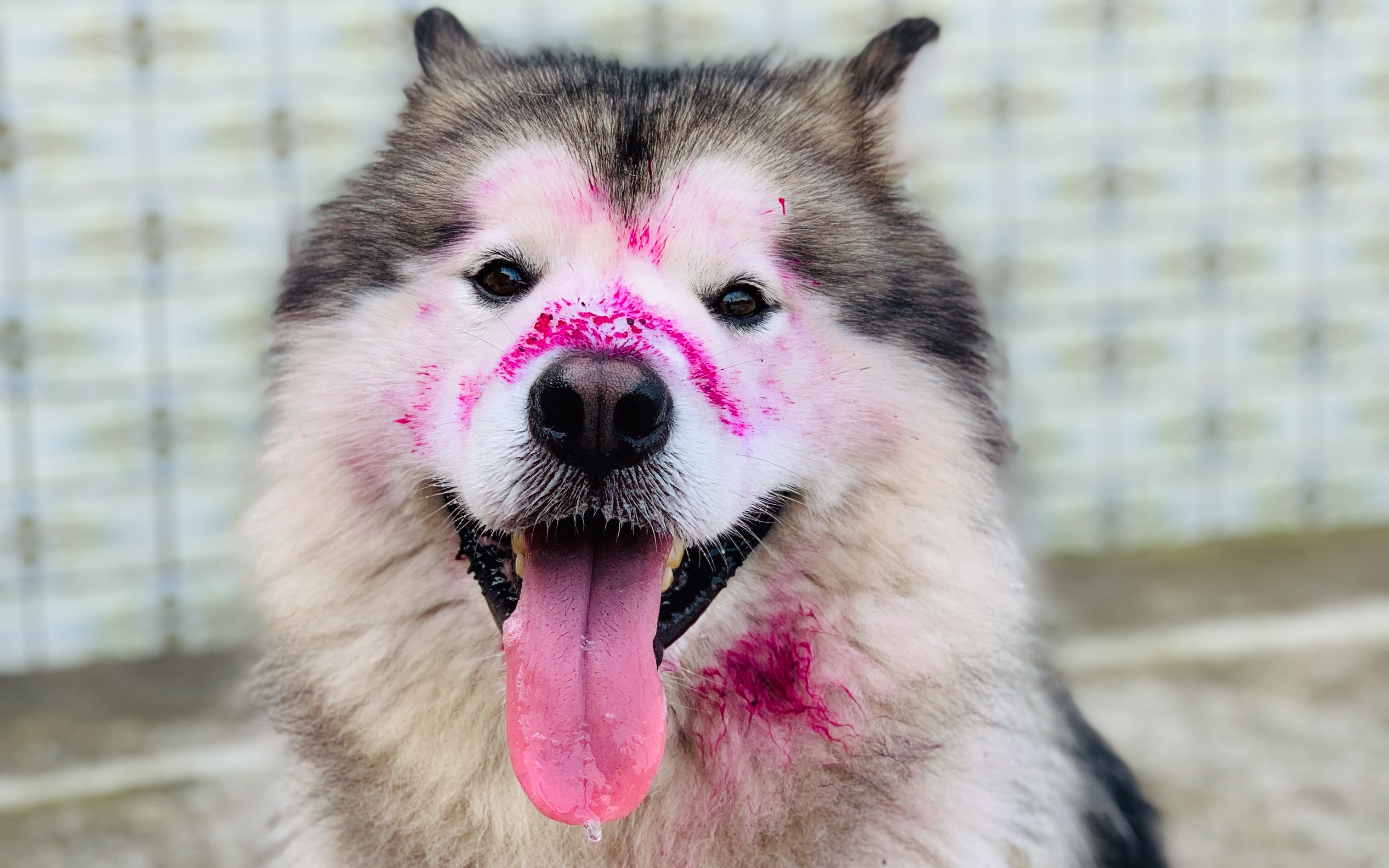 阿拉斯加偷吃火龙果,弄的满脸都是红色,主人哭笑不得