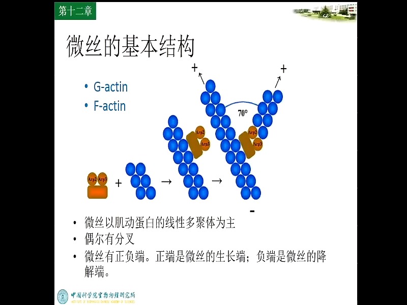 [图]结构生物学导论-17.第十七讲 细胞的运动和物质运输(Av678298705,P17)