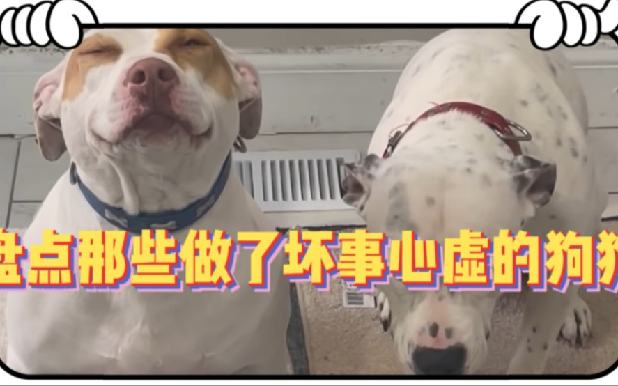 做了坏事心虚的狗狗,犯错了全国学统一表情