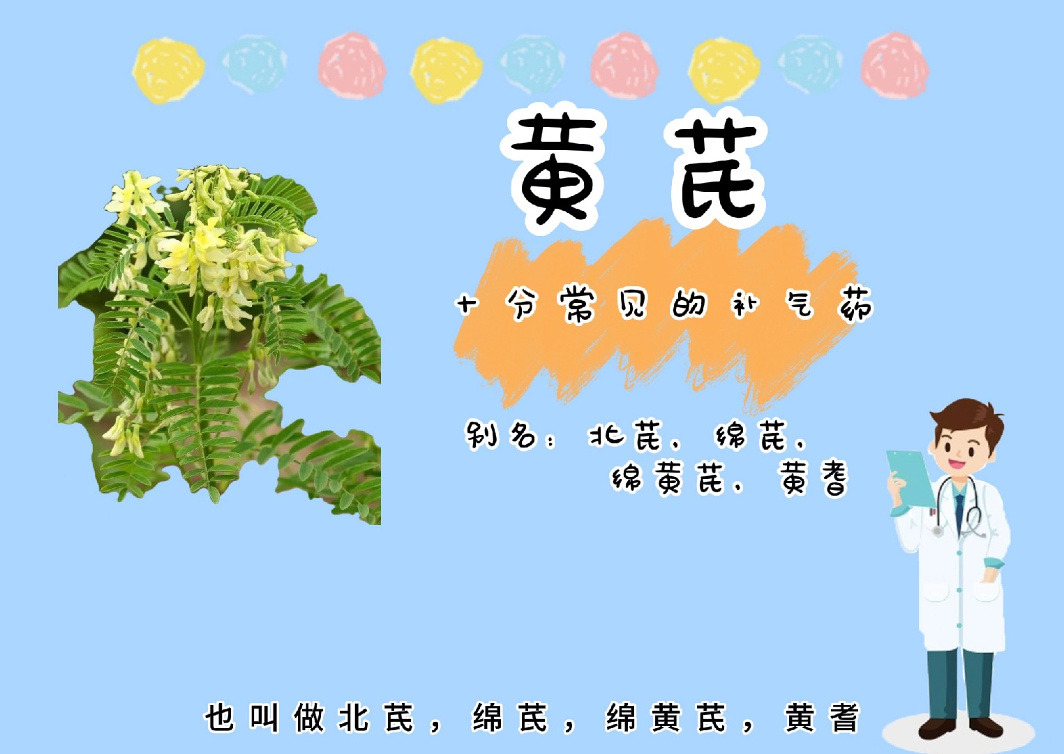 不平凡的黄芪哔哩哔哩bilibili