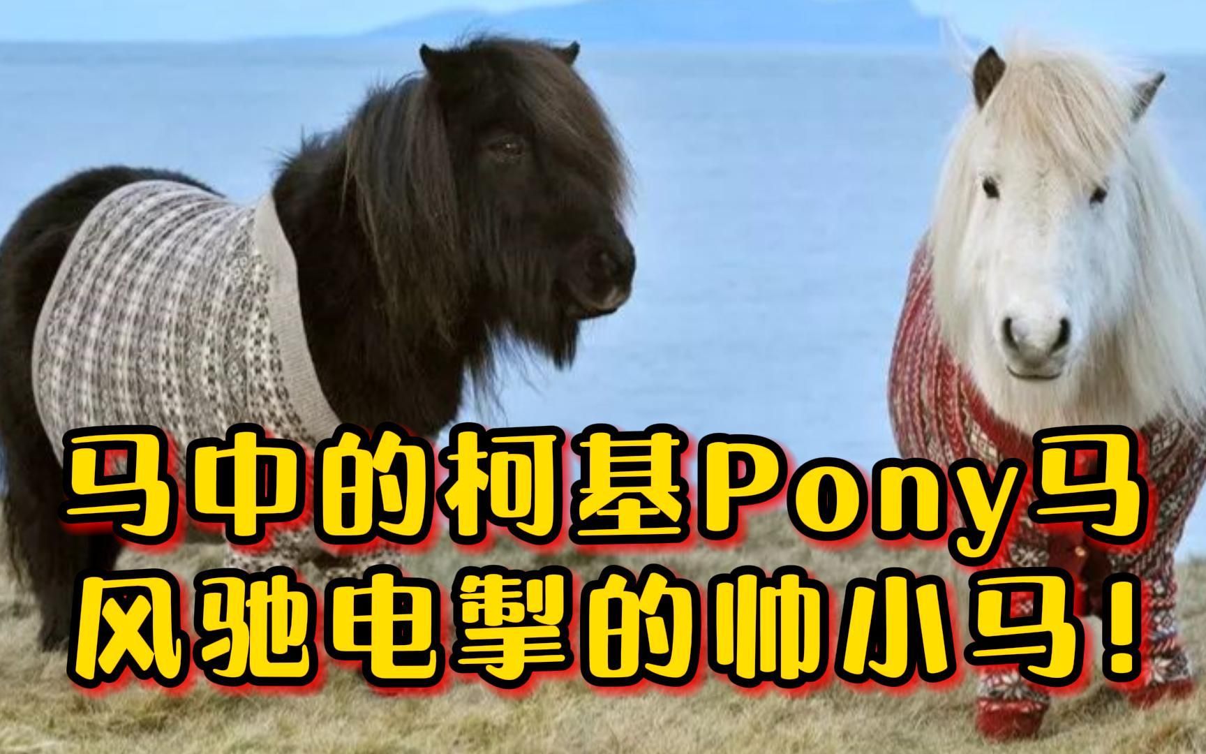 马中柯基Pony马,一只风驰电掣的帅小马!哔哩哔哩bilibili