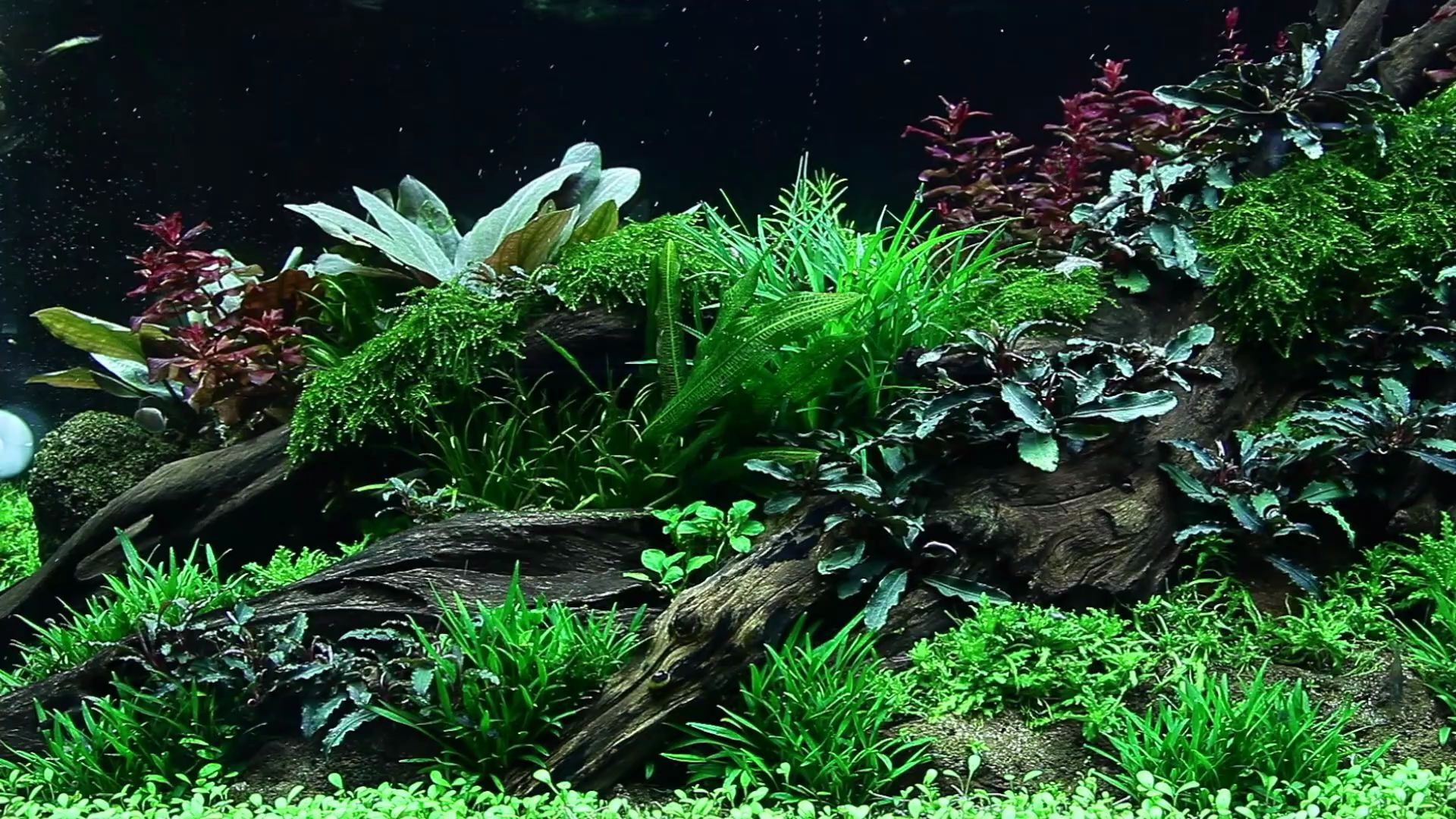 史诗般的全景水草生态缸造景150天更新