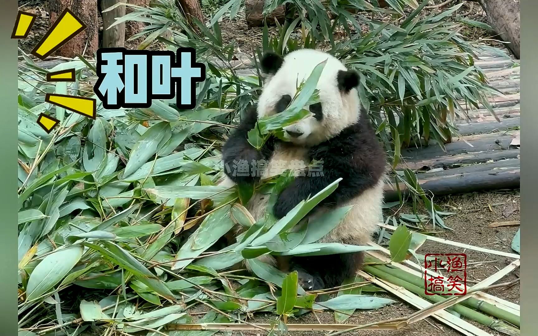 女明星花花好脾气搞笑合集,谭爷爷官方认证,花花脸好看性格也最好哔哩哔哩bilibili