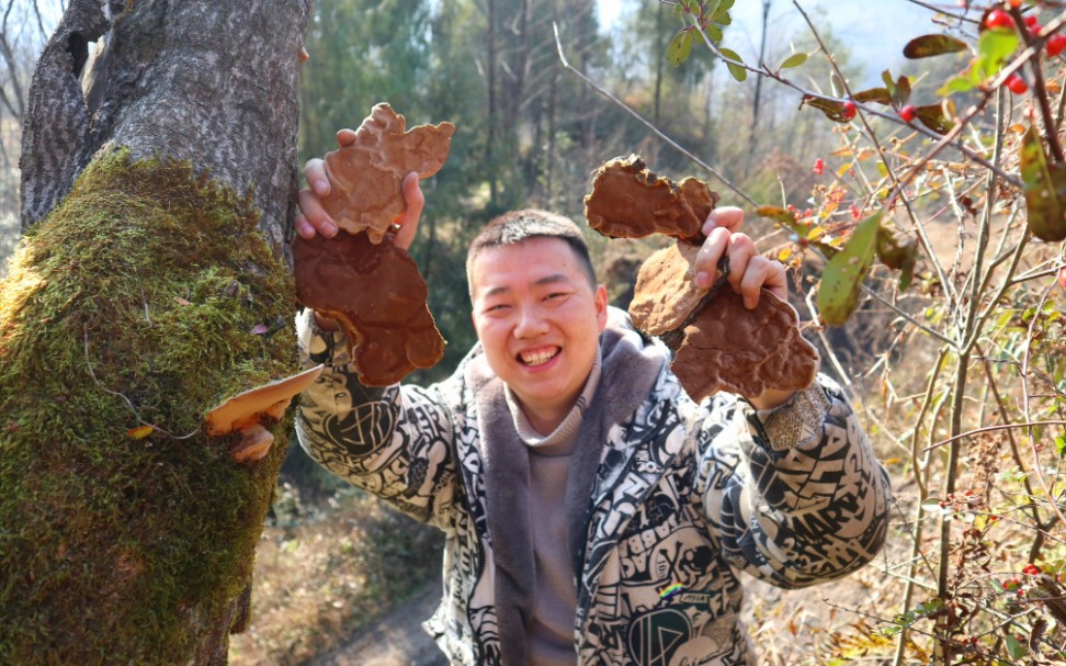 阿松进山寻野生桑黄,没想到发现一树大桑黄,为啥要长在漆树上嘛哔哩哔哩bilibili