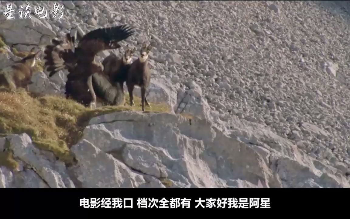 [图]剧情片：雏鹰惨遭家族遗弃，被男孩收养训练，成为鹰王后展开复仇