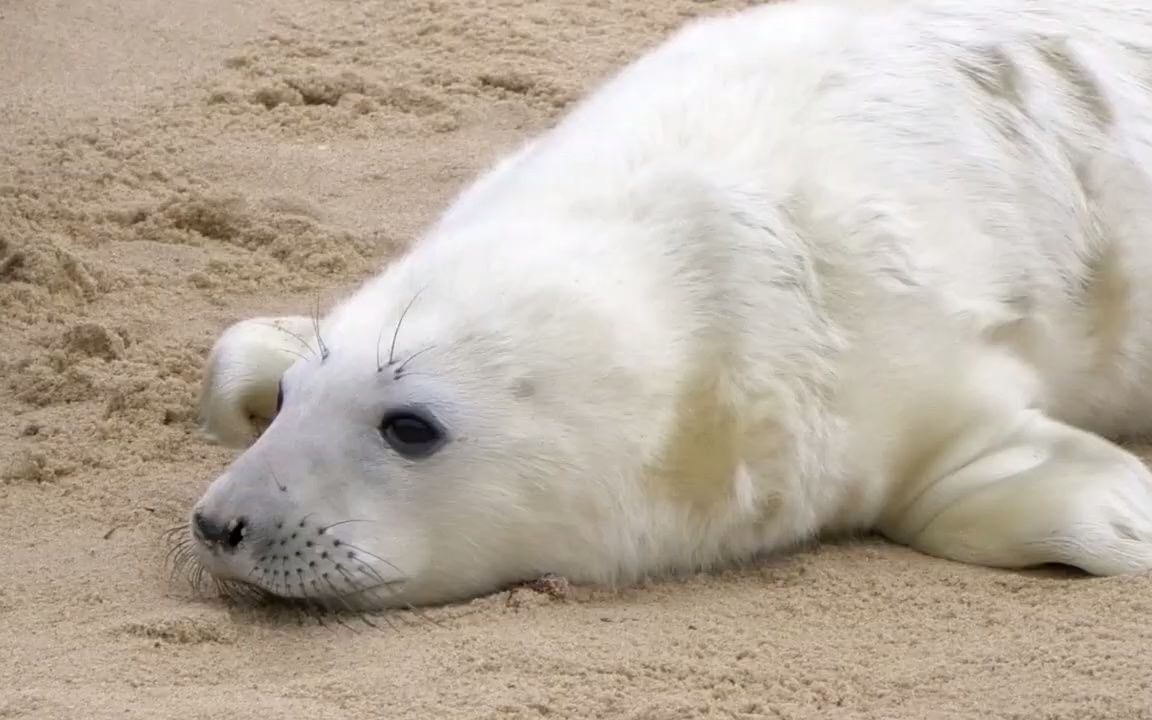 小灰海豹!出生!长大!