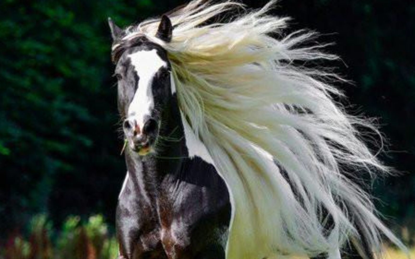 名马赏析 帅炸了的吉普赛马 给台法拉利都不换