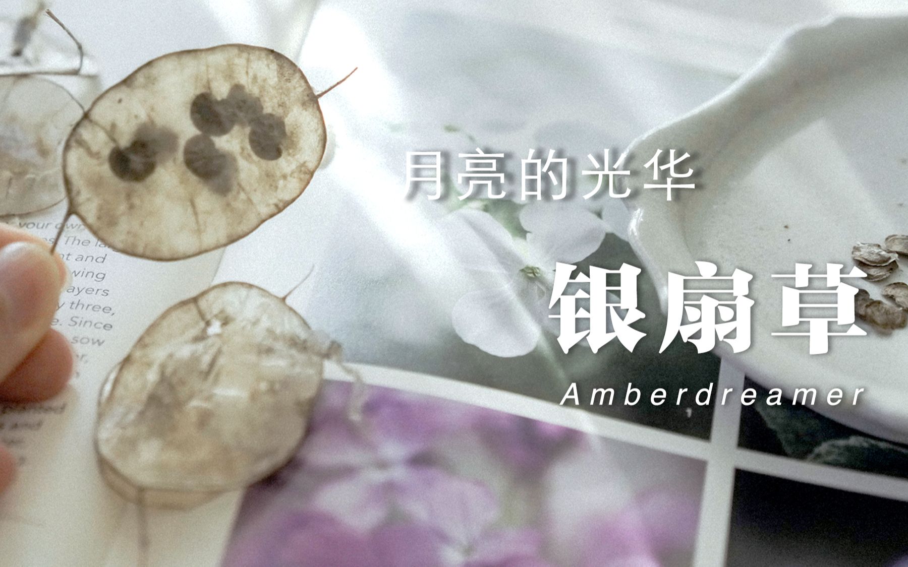 【#20Amber花园】与新奇植物相遇,在花园里种下“月亮”,银扇草,你是否也曾遇见?哔哩哔哩bilibili