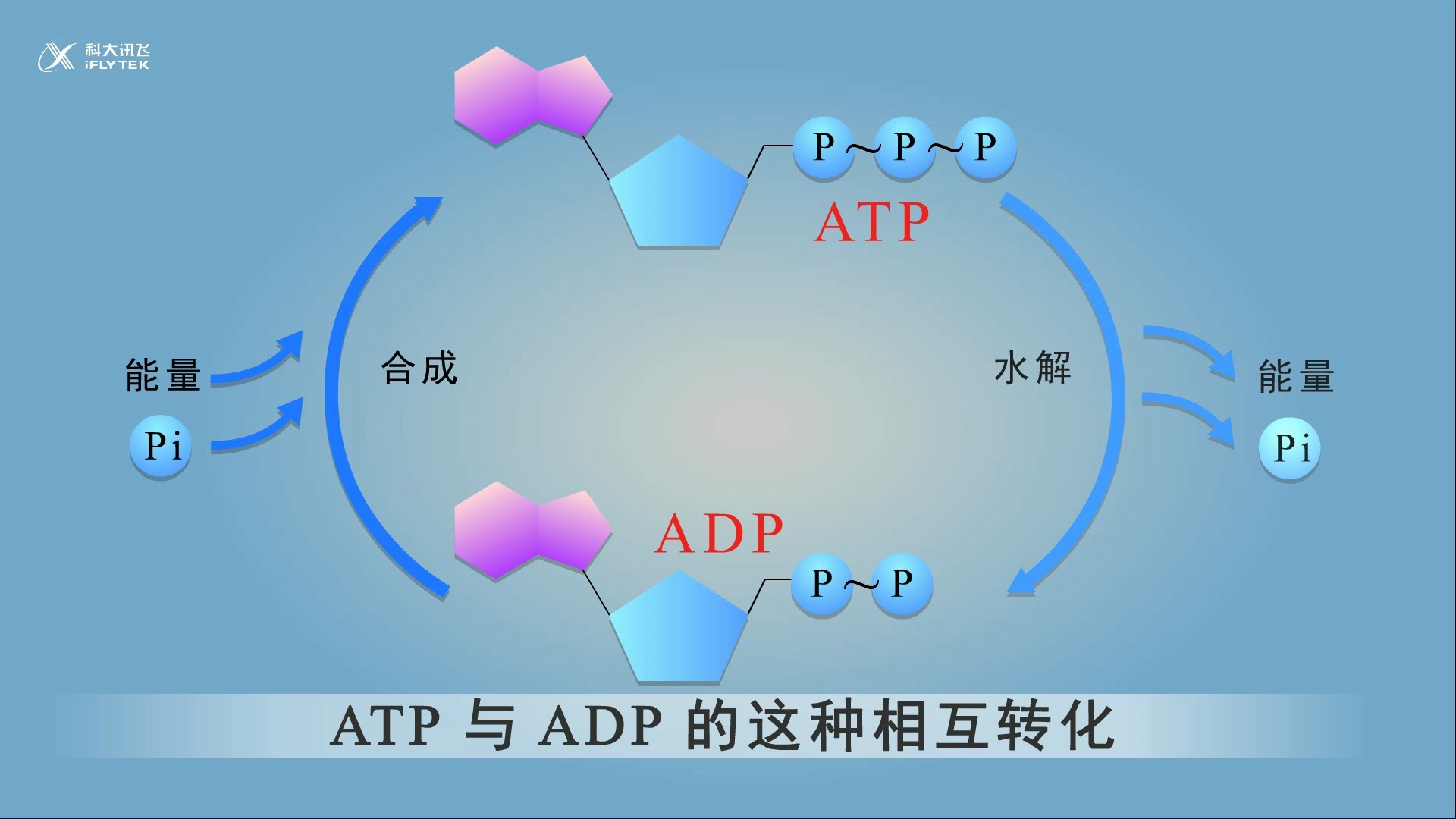 ATP与ADP相互转化哔哩哔哩bilibili