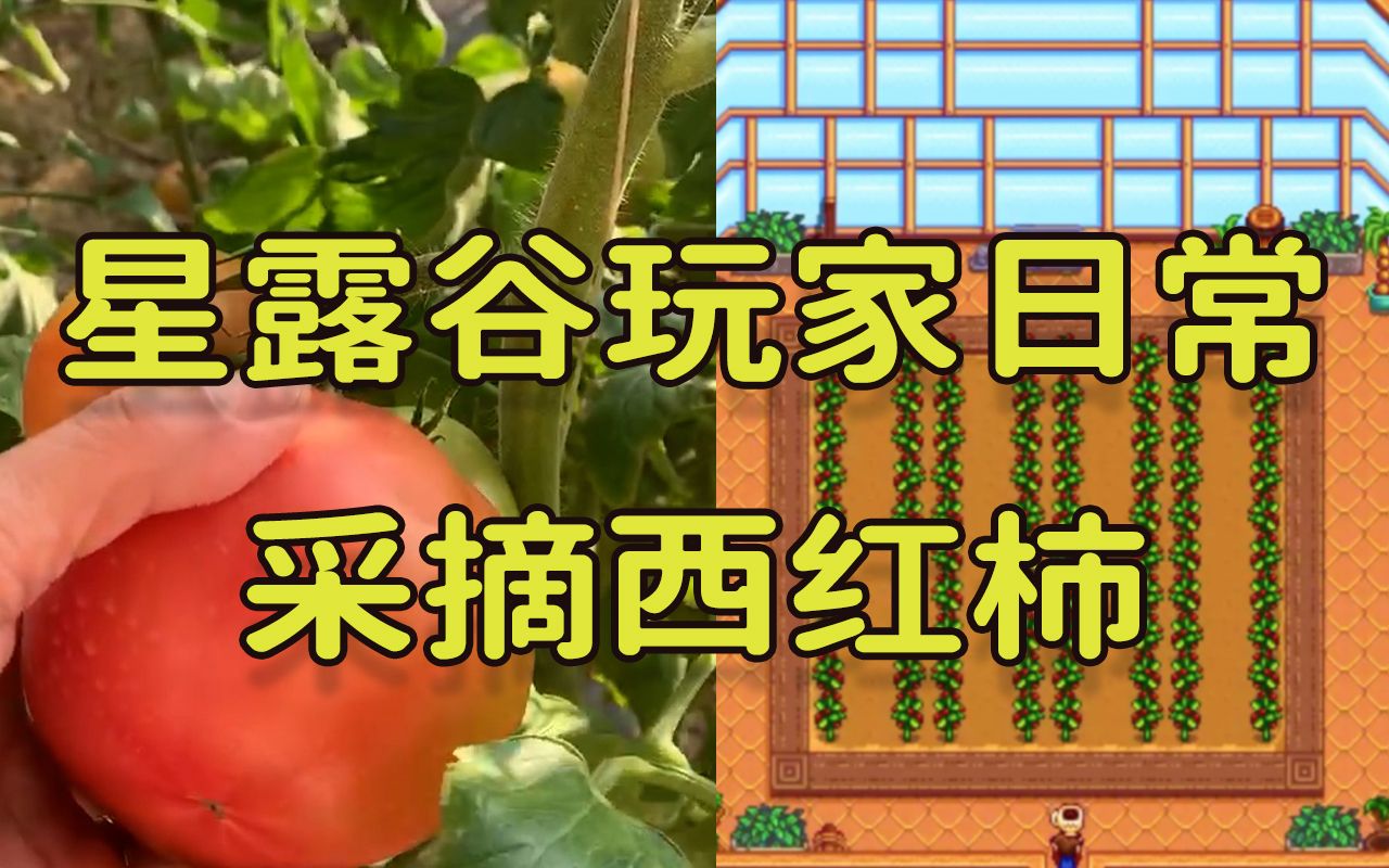 【星露谷物语】温室收获西红柿_教程