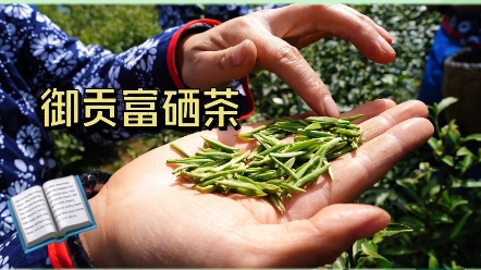 御贡富硒茶,常喝常安康#新茶上市 #绿茶 #富硒茶哔哩哔哩bilibili