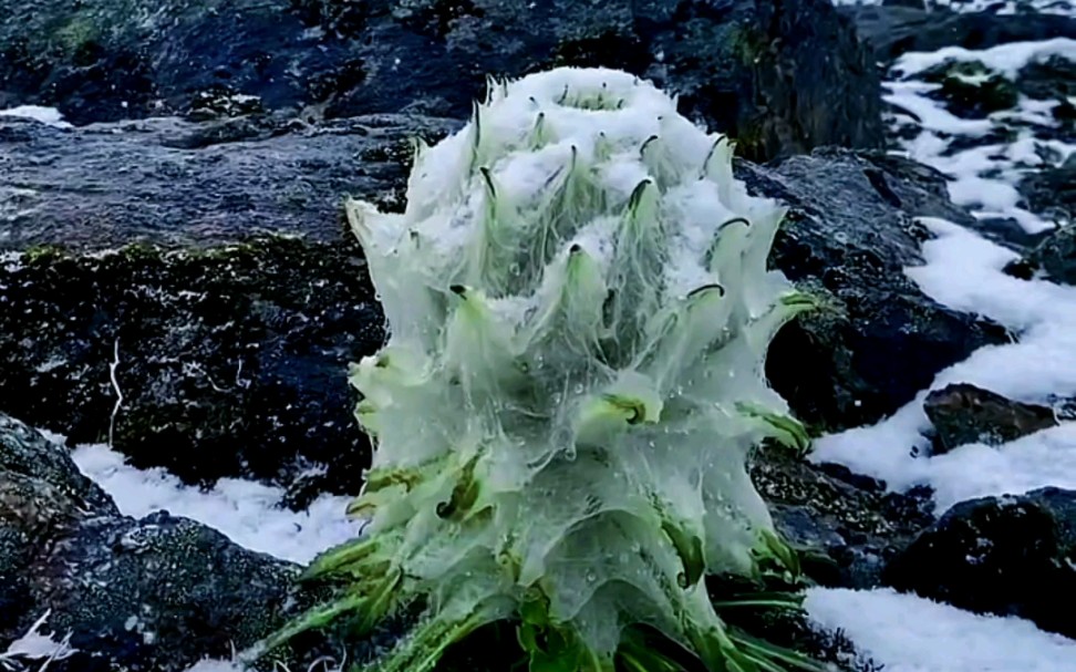 [图]高原上的水母雪莲花，太漂亮了