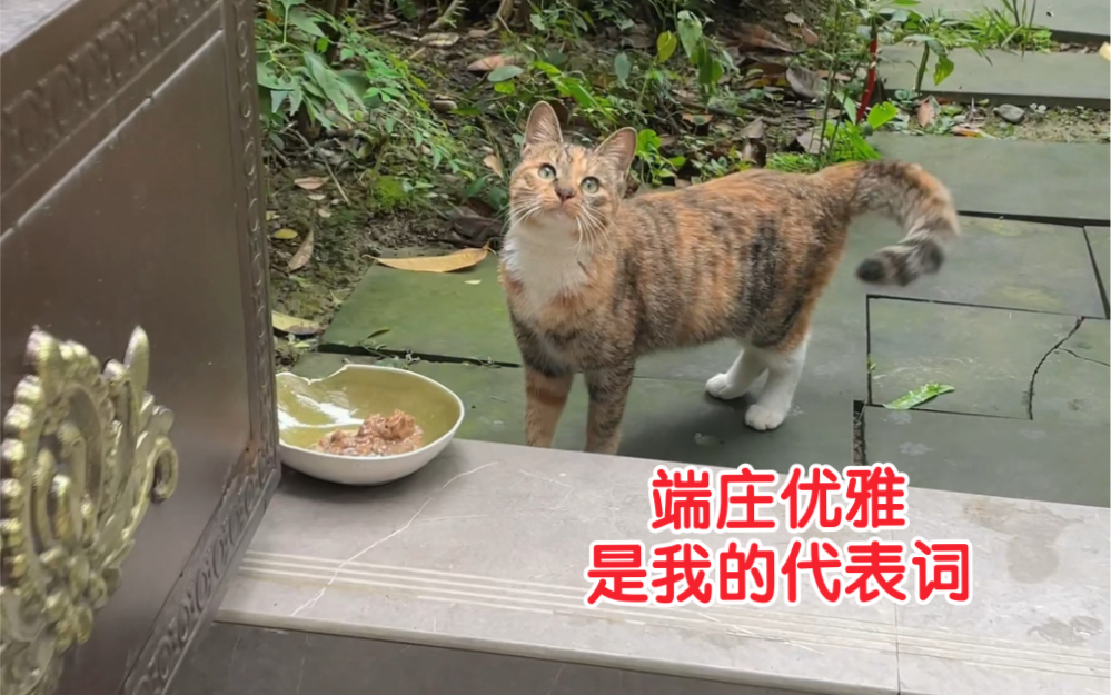 [图]门口来了一只新的流浪猫！很有礼貌很优雅！关键是他还让我摸了！毛很顺滑！长得圆圆的！不知道是不是谁家散养的！