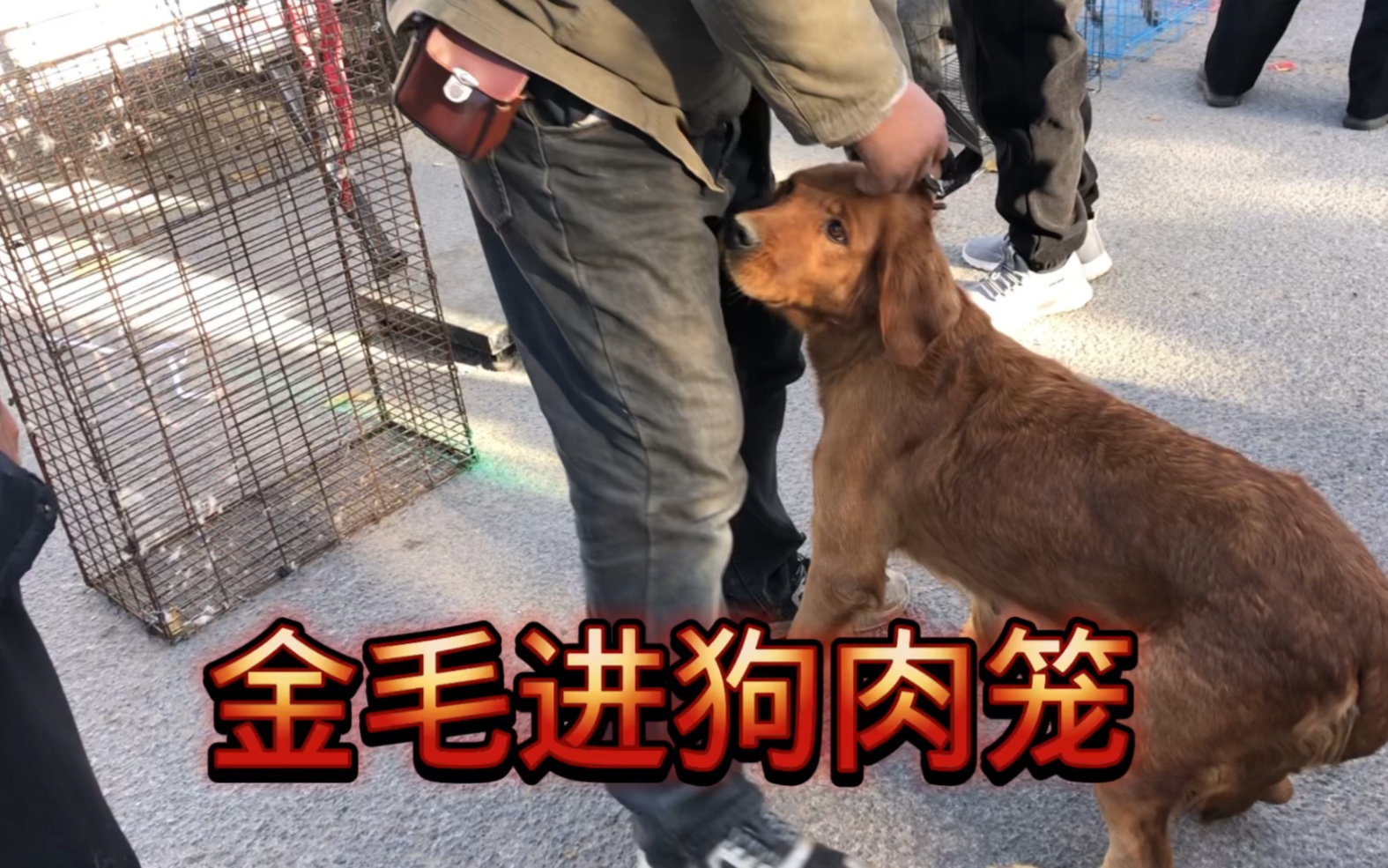 金毛犬价格 价钱图片