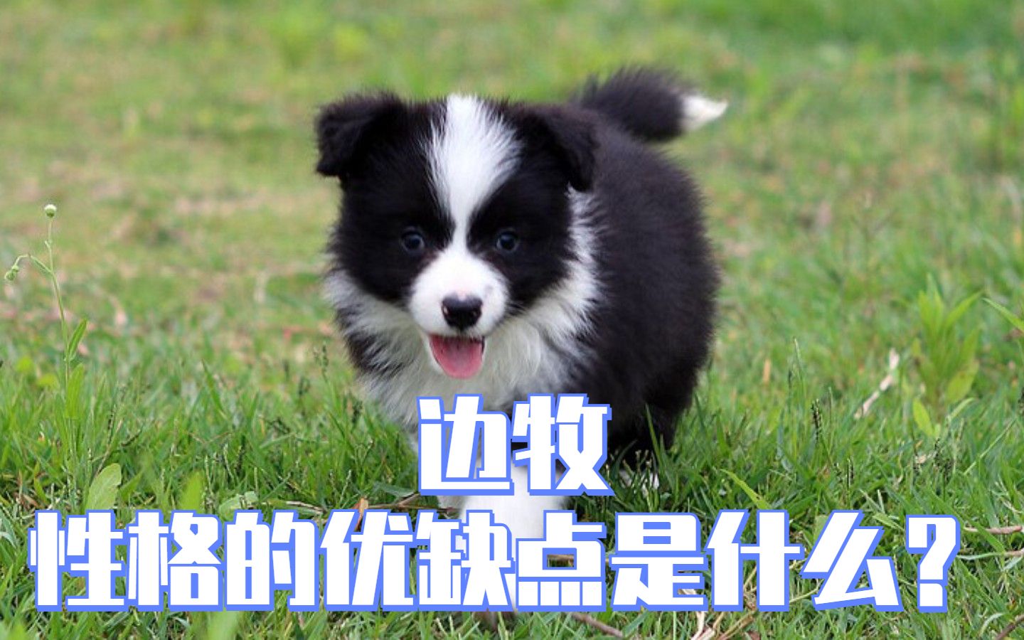 边境牧羊犬的性格,优缺点是什么?哔哩哔哩bilibili