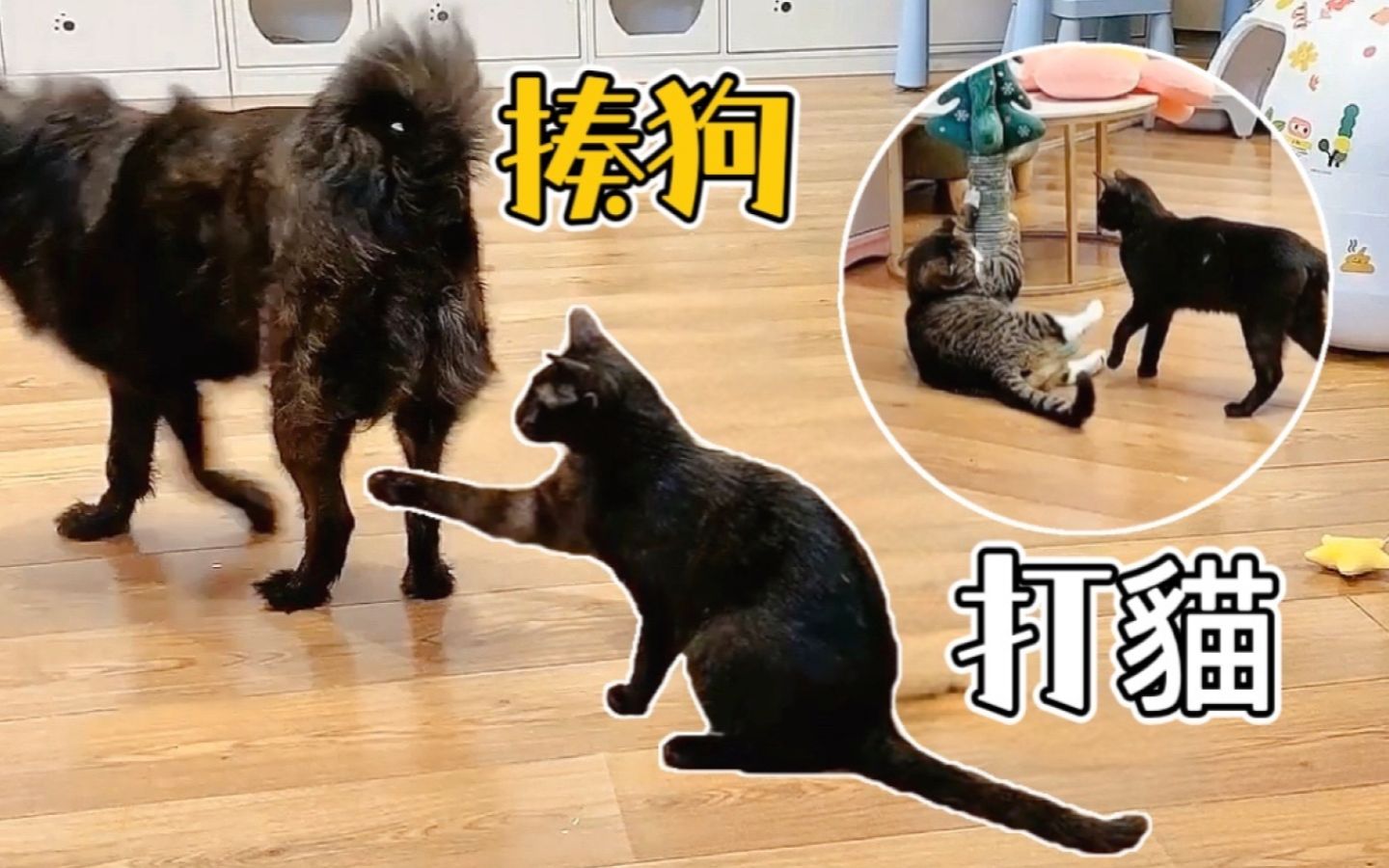 手欠小黑猫打猫揍狗惹众怒把它撵回去当流浪猫