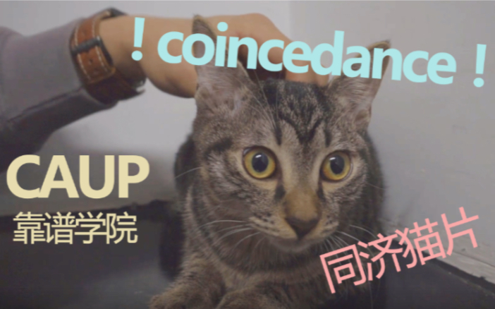 同济大学!建院猫咪!caup coincidance抖肩舞!猫片久等了(误哔哩哔哩bilibili