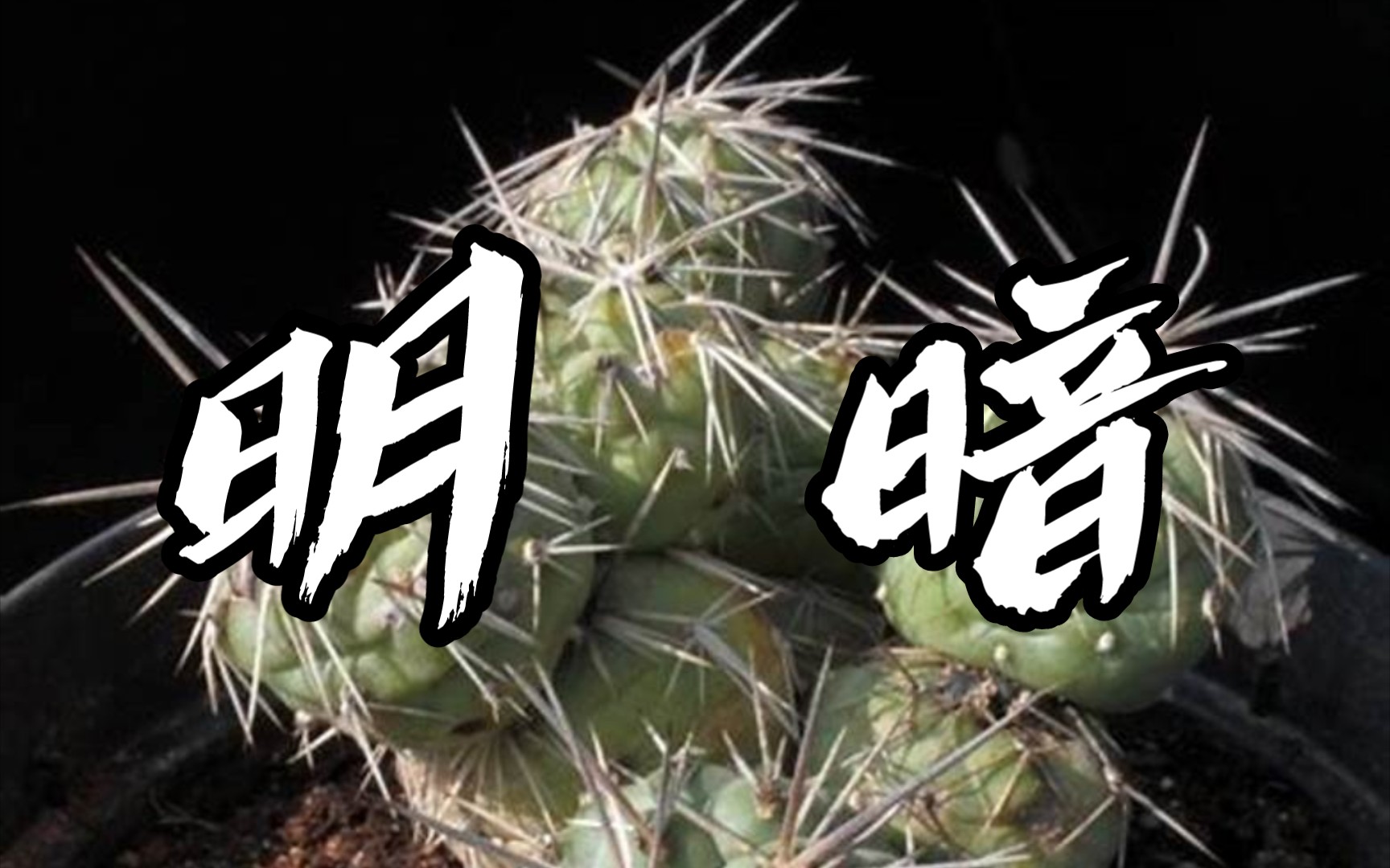 第483弹:刺多但可爱不减的,纸刺球属明暗城tephrocactus alexanderi