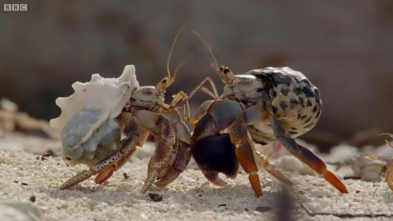 [图]大自然神奇的螃蟹壳交换，真是令人惊讶