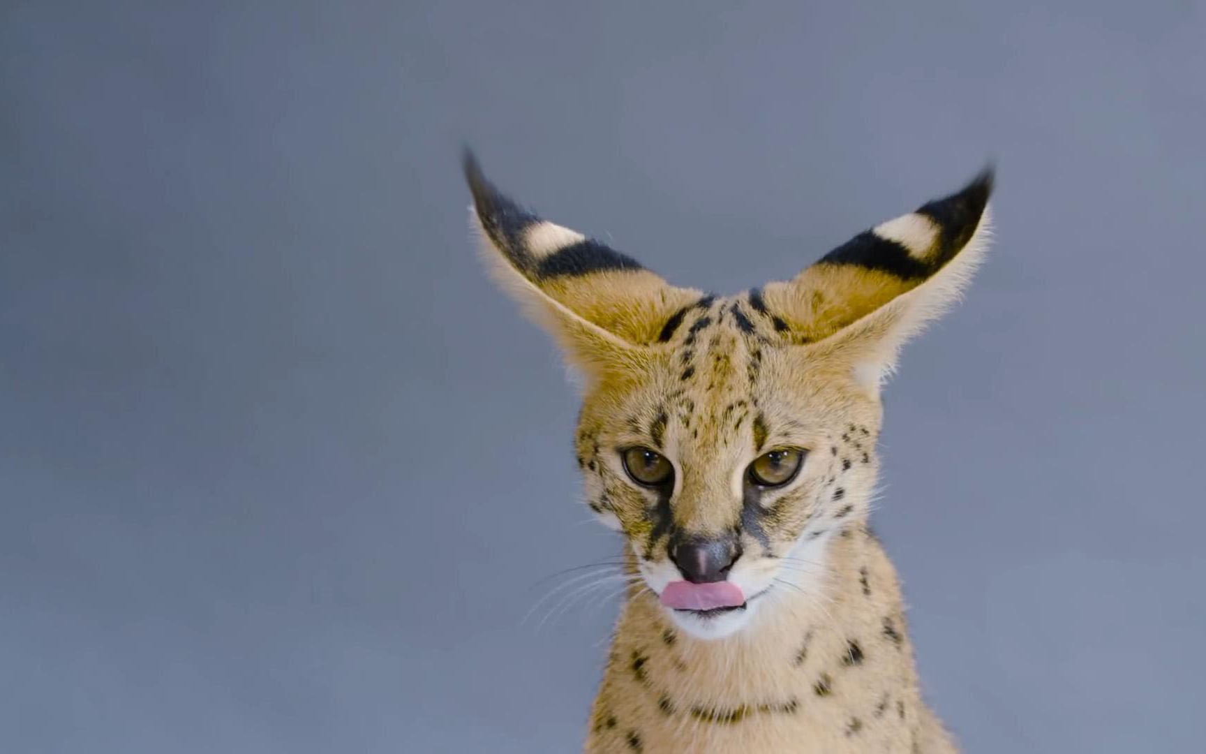 世界上腿最长的猫,帅哭了!(自翻)_哔哩哔哩_bilibili