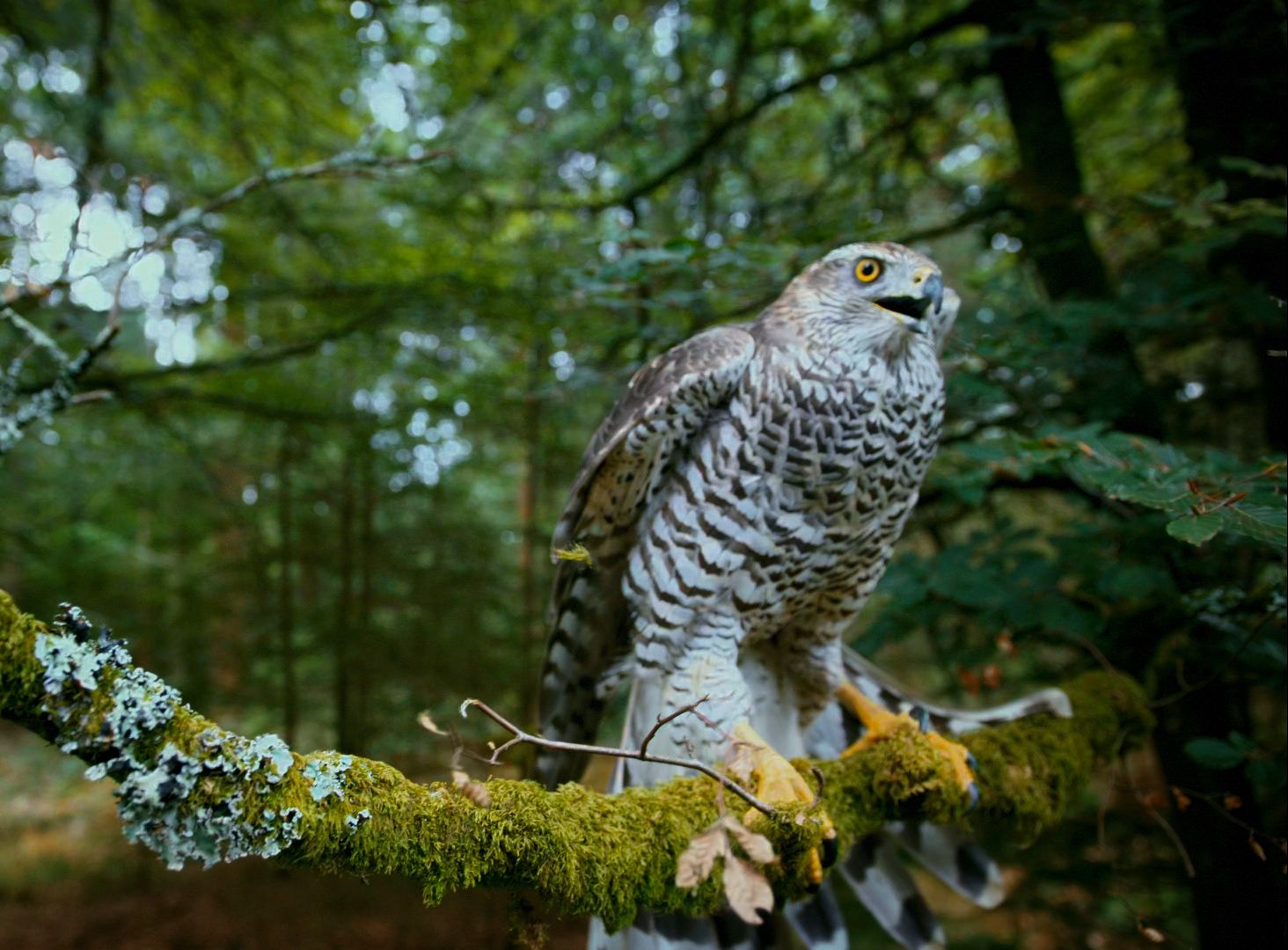 原来被成为"空中霸主"的苍鹰,也会被众多小动物孤立