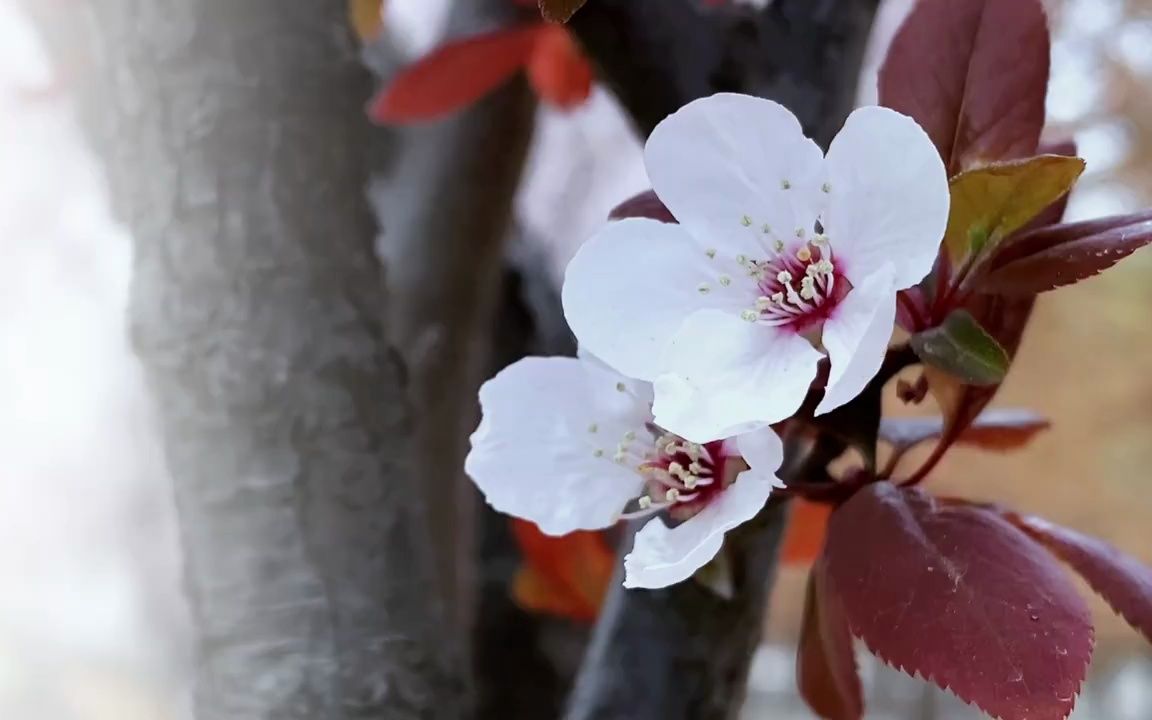 阴天花朵怎么拍?不要对着天空去拍小百花哔哩哔哩bilibili