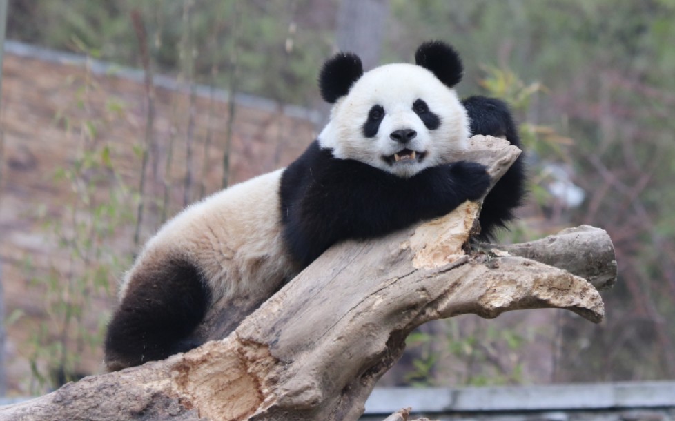 【大熊猫皓月】宝座在手,天下我有