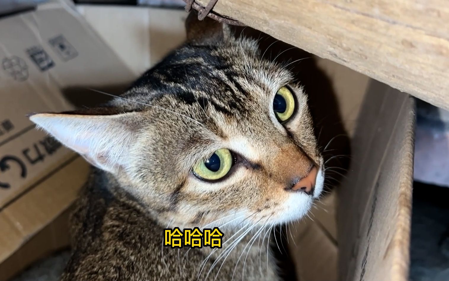 小脑斧:窝都被占了你还笑-田园丫仔-田园丫仔-哔哩哔哩视频