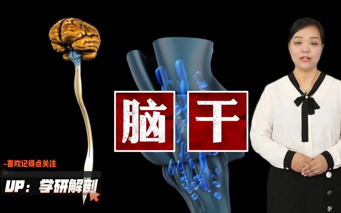 [图]人体解剖学神经解剖学讲脑干的形态结构，3部分，连着10对脑神经