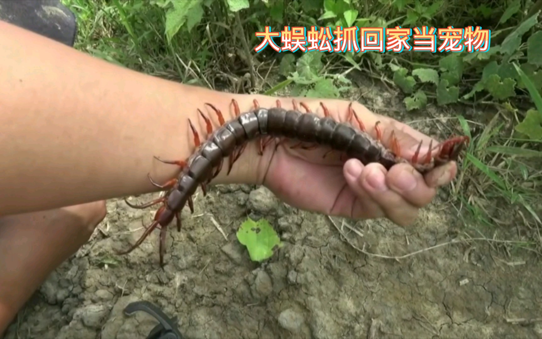 活动作品抓只大蜈蚣回家当宠物