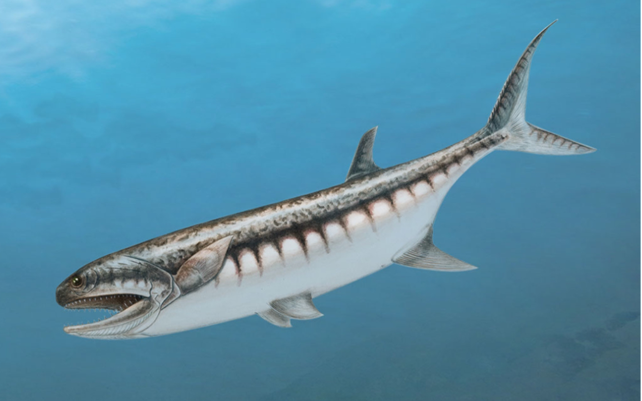 比耶鱼birgeria和龙鱼saurichthys