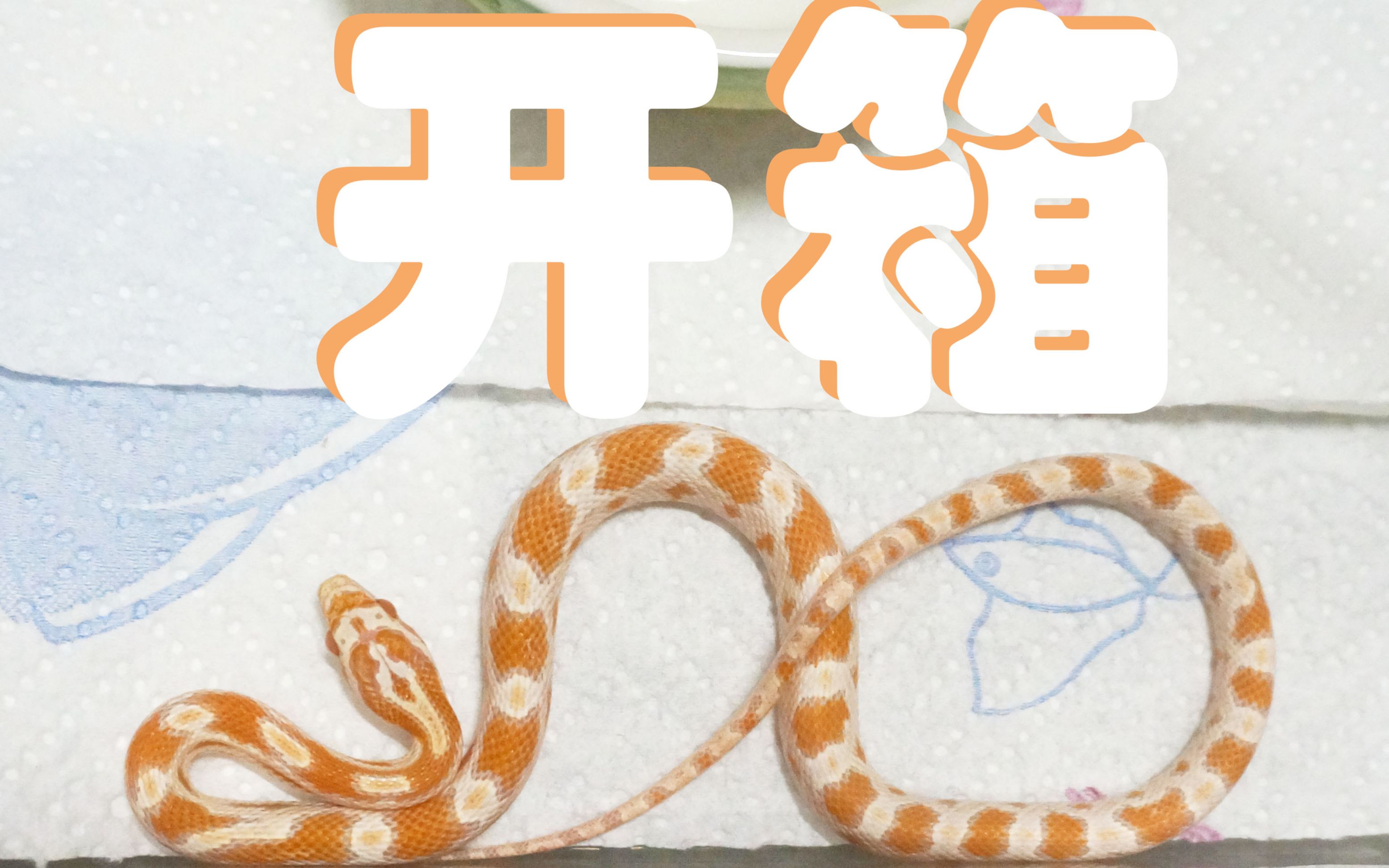 油彩反转玉米蛇开箱_哔哩哔哩 (゜-゜)つロ 干杯~-bilibili