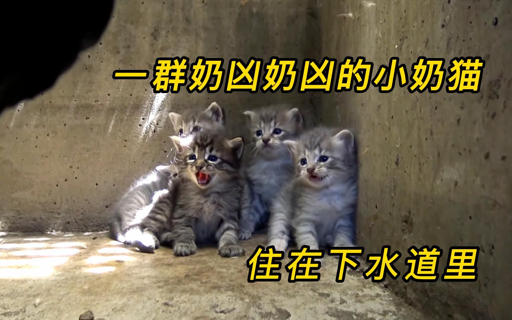 [图]被人遗弃的小奶猫，生活在下水道里，最后他们能否得救？