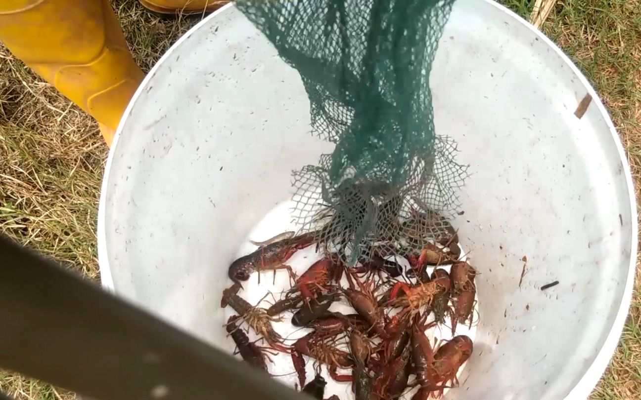 田边的河沟都是小龙虾,一排地笼下去又是爆笼_哔哩哔哩 (゜-゜)つロ