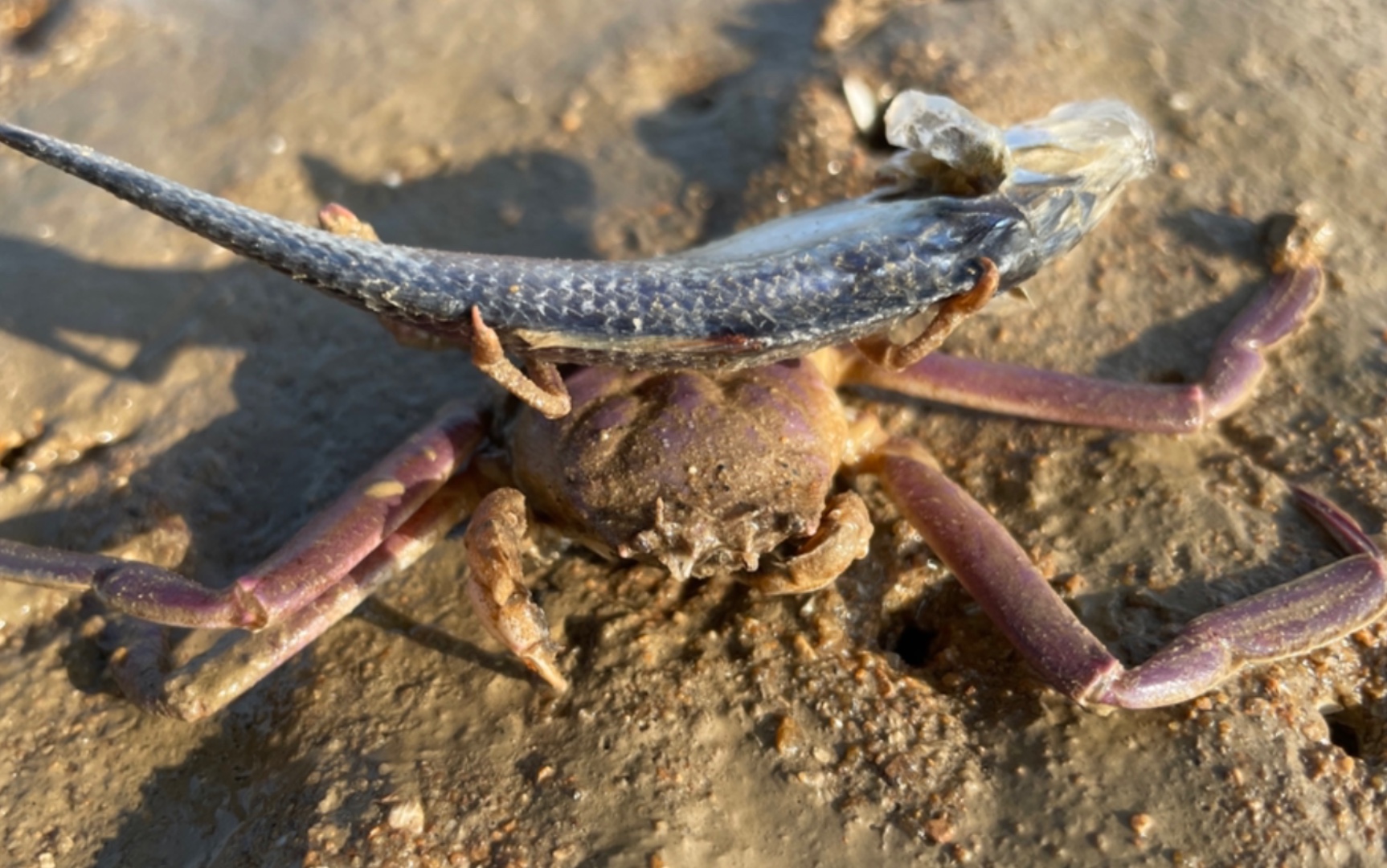 大齐赶海沙滩上发现一只关公蟹背着小鱼四处溜达看见一定要逗一下