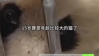 Tải video: 野外救助大熊猫安安确认离世