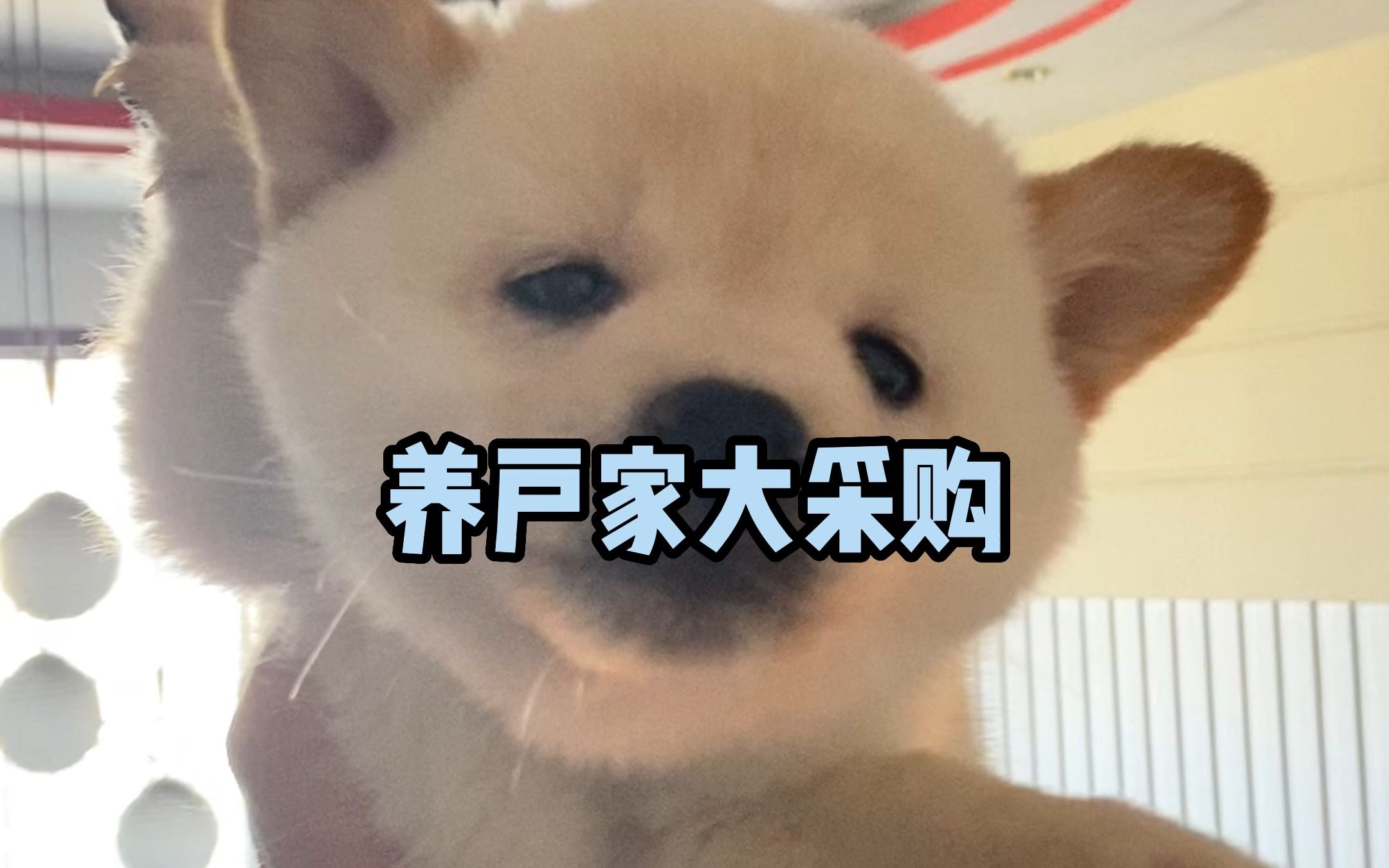 柴犬多少钱?白色柴犬多少钱?哔哩哔哩bilibili