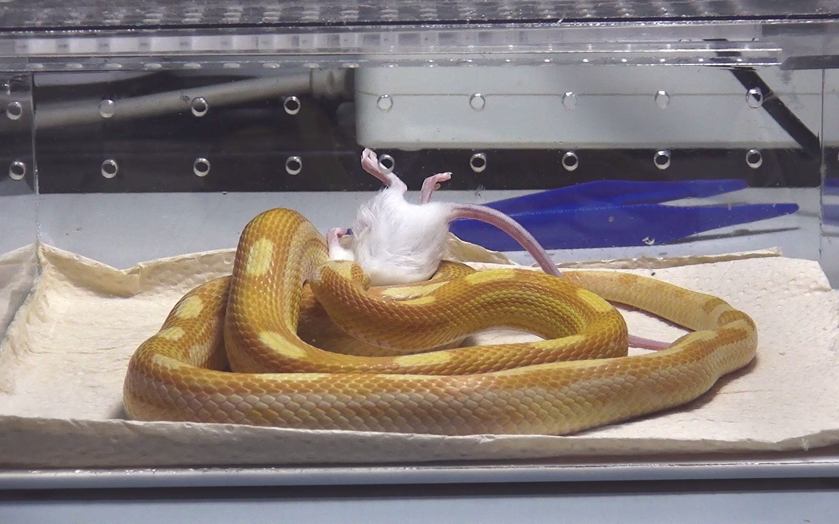 【牛油玉米蛇】诺亚吃饭饭啦!