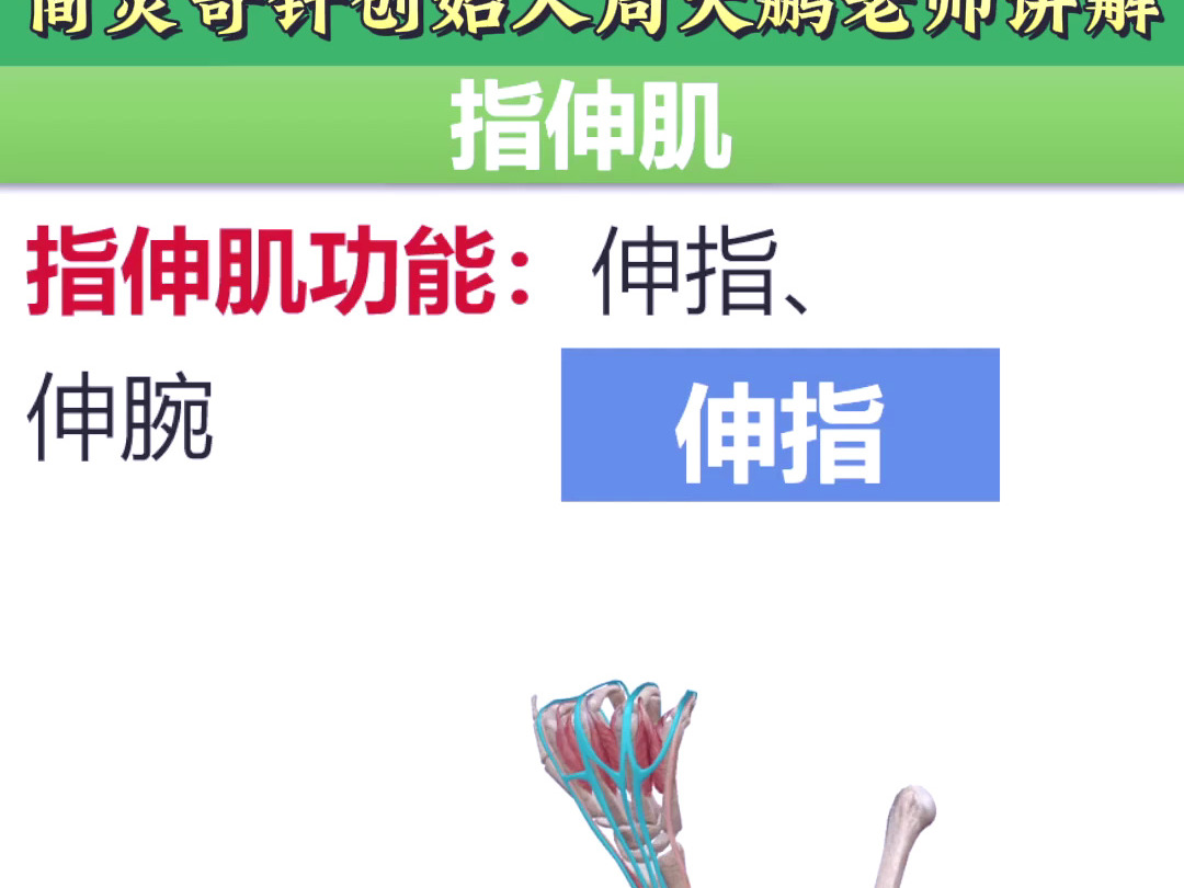 指伸肌——手指疼痛,僵硬,手指关节酸痛!