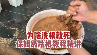 Download Video: 保姆级洗根全细节讲解，提高操作成活概率