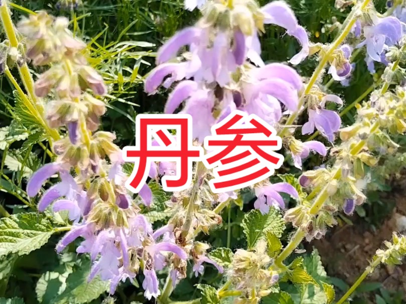 丹参别名红根 血参根 花蓝紫色哔哩哔哩bilibili